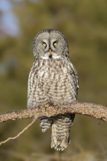 Great Grey Owl (Strix nebulosa), Alaska, USA