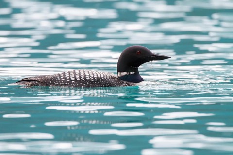Great Northern Loon (Gavia immer), Alberta, Canada
