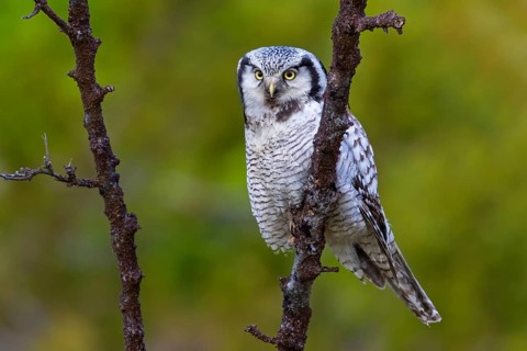 Barred owl, (Surnia ulula), animals, birds, owl family, owl, perch, biotope, habitat, Varanger Bird