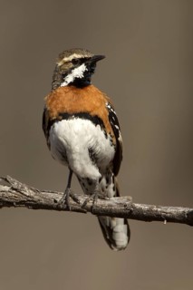 Chestnut-breasted Quail-thrush (Cinclosoma castaneothorax) male, Queensland, Australia