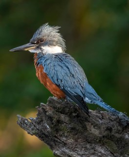 Ringed Kingfisher (Megaceryle torquata) female, Los Lagos, Chile