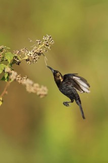 Copper Sunbird (Cinnyris cupreus cupreus) male foraging, Kafa, Ethiopia