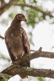 Palm-nut Vulture (Gypohierax angolensis) juvenile, Uganda