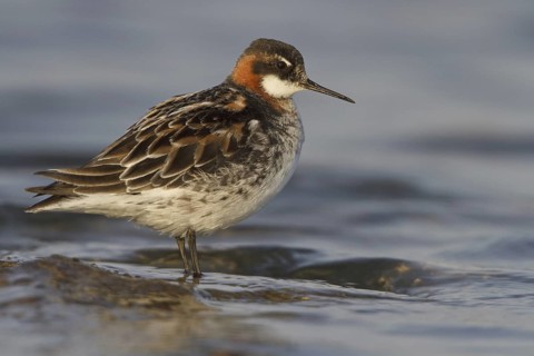 Red-necked Phalarope (Phalaropus lobatus) male, Manitoba, Canada
