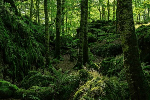 Discover the serene beauty of a lush, deep green forest in Sierra de Urbasa, Navarra, Spain.