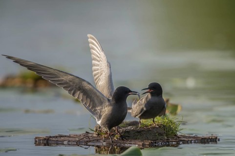 Black Tern (Chlidonias niger) displaying with fish prey, Schleswig-Holstein, Germany