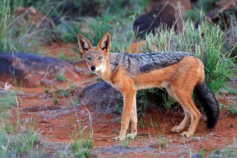 Black-backed jackal (Lupulella mesomelas), adult, alert, foraging, Mokala National Park, Northern