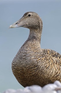 Eiderente (Somateria mollissima), Eider, Weibchen am Kiesstrand, Portrait, Juni, Duene der Insel