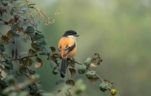 A long-tailed shrike or rufous-backed shrike (Lanius schach) on a tree branch, Sreepur, Gazipur,