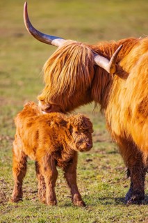 One Highland cow (Bos (primigenius) taurus) stands on a meadow and licks her calf clean