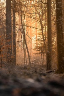 Rays of sunlight illuminate a misty forest clearing in the morning, Gechingen, Black Forest,