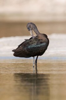 Glossy Ibis (Plegadis falcinellus) preening, Eilat, Israel