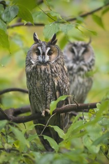 Two long-eared owls (Asio otus) (Strix otus) perched in tree in forest