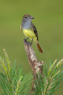 Great Crested Flycatcher (Myiarchus crinitus) perched on an old branch, Texas, USA