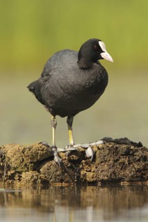 Eurasian Coot (Fulica atra), Hungary