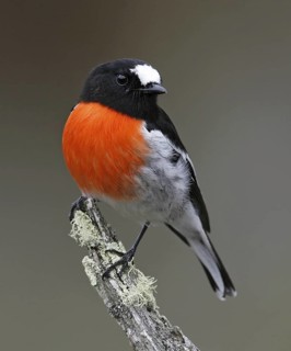 Scarlet Robin (Petroica boodang) male, Victoria, Australia
