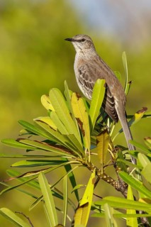 Bahama mockingbird (Mimus gundlachii) perched on a branch in Cuba