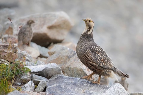 Caucasian Snowcock (Tetraogallus caucasicus) female with chicks on rocks, Caucasus, Russia