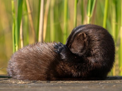 A mink grooming its fur