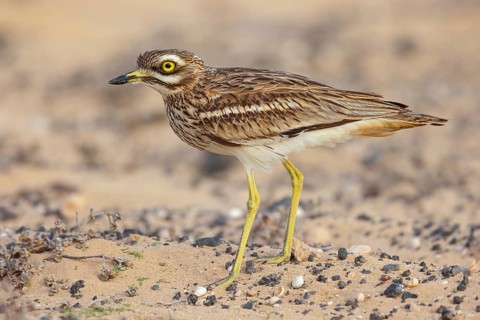 Curlew, Animals, Birds, (Burhinus oedicnemus), Biotope, Habitat, Foraging, Curlew family, Canary