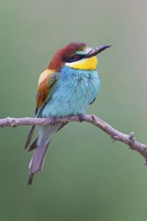 Bee-eater, (Merops apiaster), Animals, Birds, Raptor family, Perching station, Muselievo,