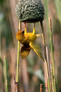 Eastern golden weaver (Ploceus subaureus), adult, male, at the nest, mating, Saint Lucia Estuary,