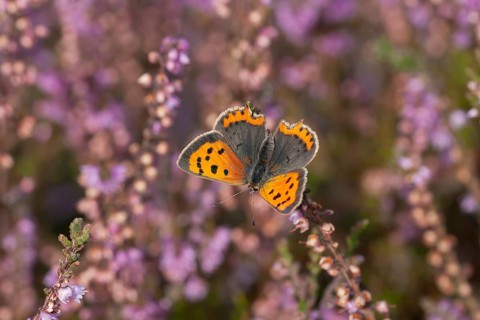 Small copper butterfly (Lycaena phlaeas) adult insect feeding on a heather flower on a heathland in