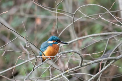 A vividly colored kingfisher sits attentively on a twig amidst a tangle of bare branches in a