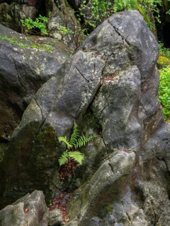 Fern on a rock in the Felsenmeer nature reserve, near Hemer in Sauerland