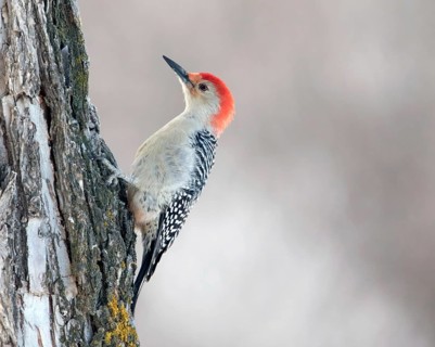 Red-bellied Woodpecker, Melanerpes carolinus, perched on a tree in Regina, Saskatchwan in the