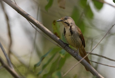 Collared Palm Thrush (Cichladusa arquata), Chobe, Botswana