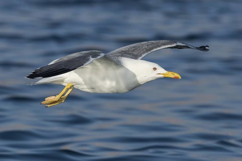 Baraba Gull (Larus fuscus barabensis) flying, Eilat, Israel