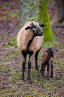A female Cameroon or Cameroon Dwarf sheep, Ovis gmelini aries, and its lamb stand on a forest edge
