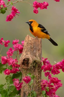 Altamira Oriole (Icterus gularis) perched on a stump amongst flowers, Texas, USA