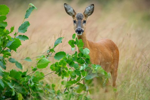 Female roe deer (Capreolus capreolus) in a meadow, grazing on a leaf, feeding, browsing, Vechta,