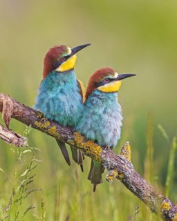 Bee-eater (Merops apiaster) pair, male and female, mating, pair formation, sitting and resting