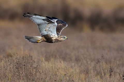 Rough-legged Hawk (Buteo lagopus) at Nanimo River Estuary
