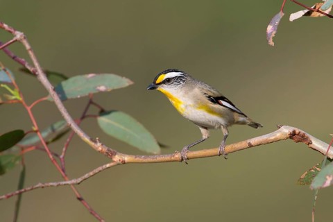 Striated Pardalote (Pardalotus striatus substriatus), Victoria, Australia