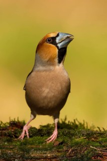Hawfinch (Coccothraustes coccothraustes) male perched on mossy ground, Utrecht, Netherlands