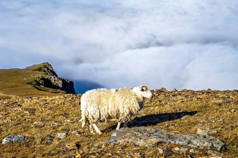 Sheeps on Snowdon Massif, Snowdon Range, Snowdonia, North Wales, UK