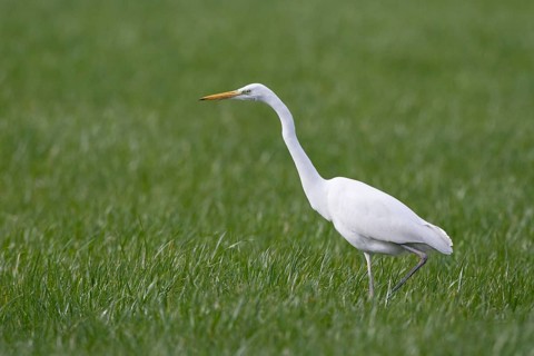 Great Egret (Ardea alba) foraging, North Rhine-Westphalia, Germany