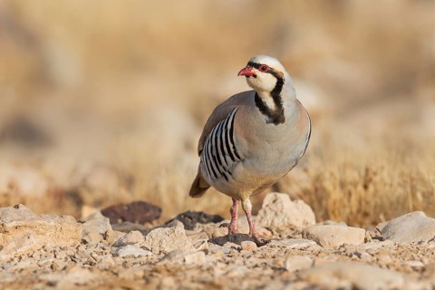 Chukar Partridge (Alectoris chukar), Negev, Israel