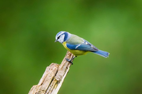Eurasian blue tit (Cyanistes caeruleus) sitting on an old wrotten tree trunk at a swamp, Bavaria,