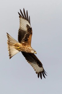 Red Kite (Milvus milvus), in flight, Catile and Leon, Spain