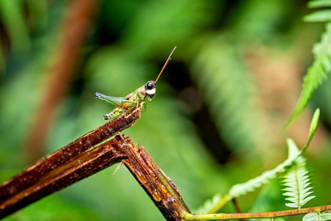 A grasshopper sits on a branch amidst tropical foliage, a grasshopper (Cingalia dubia) in the