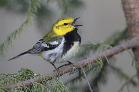 Black-throated Green Warbler (Setophaga virens) singing, West Virginia, USA