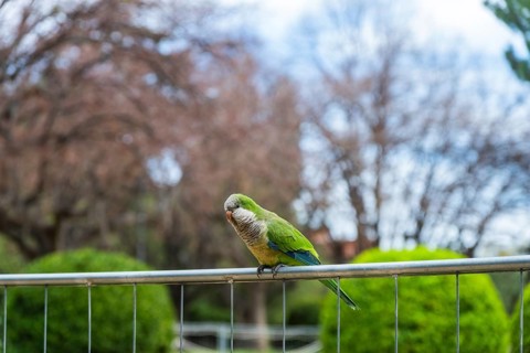 A parrot on a fence in a park in Barcelona, Spain