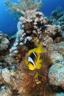 Red sea anemonefish (Amphiprion bicinctus)