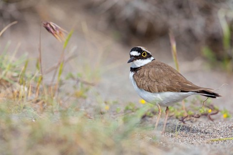 Little Ringed Plover, Little Ringed Plover, (Charadrius dubius), plover family, biotope, foraging,