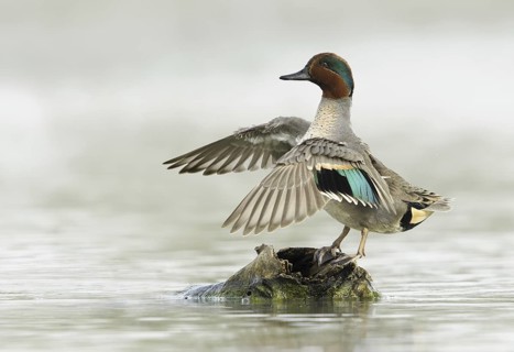 Green-winged Teal (Anas carolinensis) male, Texas, USA